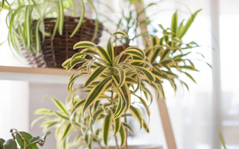 4 Spider Plant