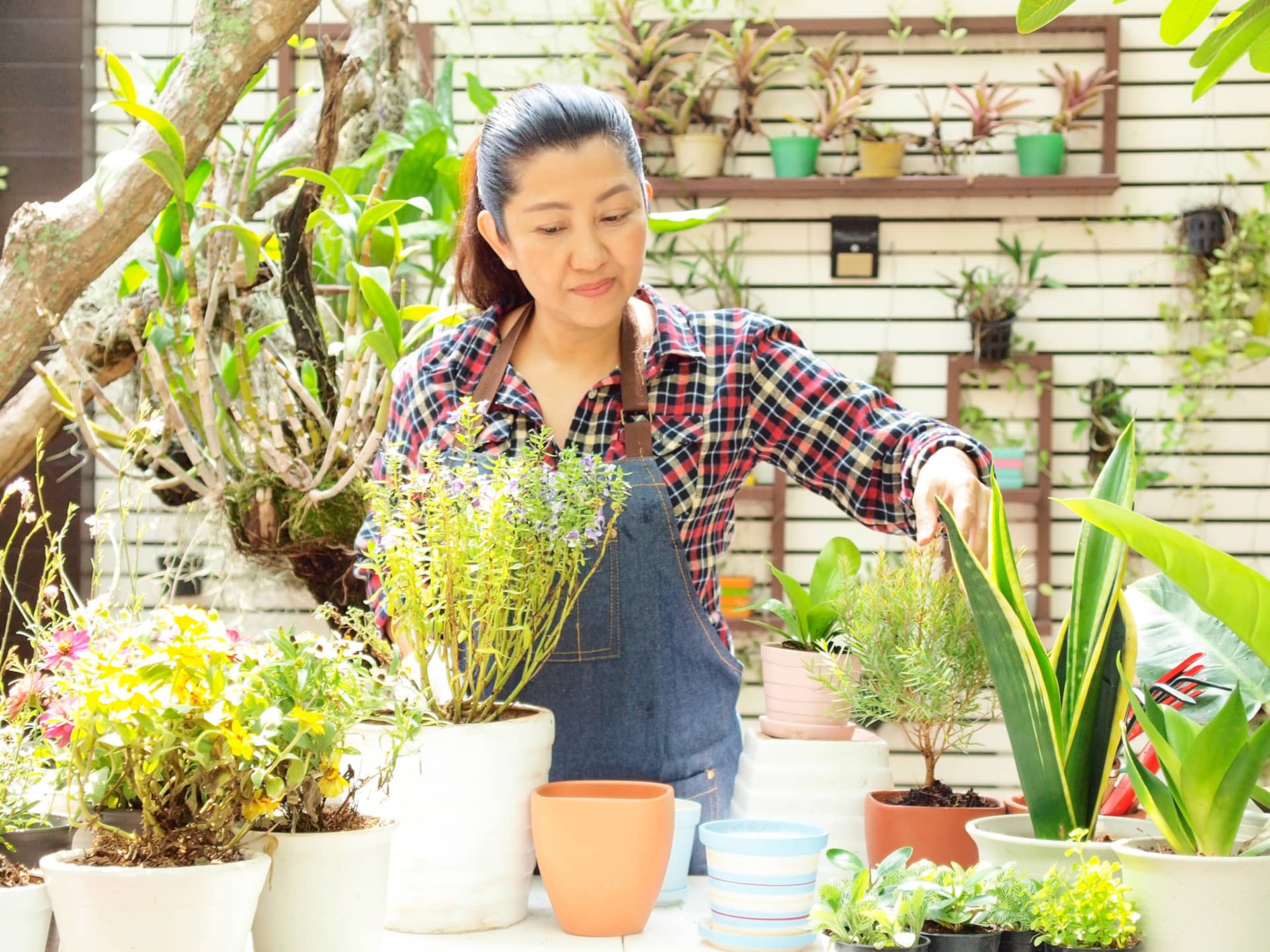 person plant